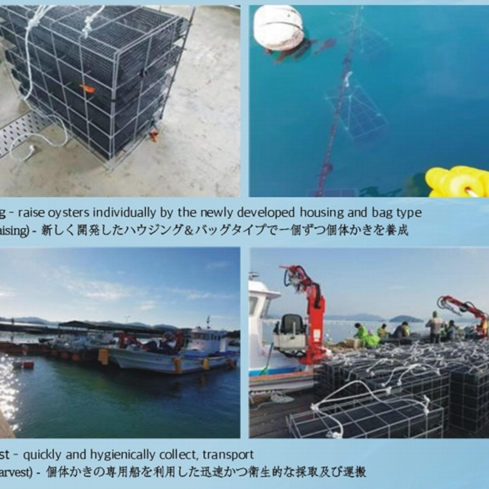 Giant mud flat pacific oysters