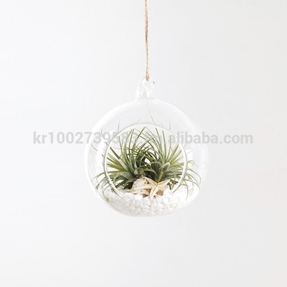 Air Plants Tillandsia DIY Terrarium Kit " White Sand Beach " by Joinflower