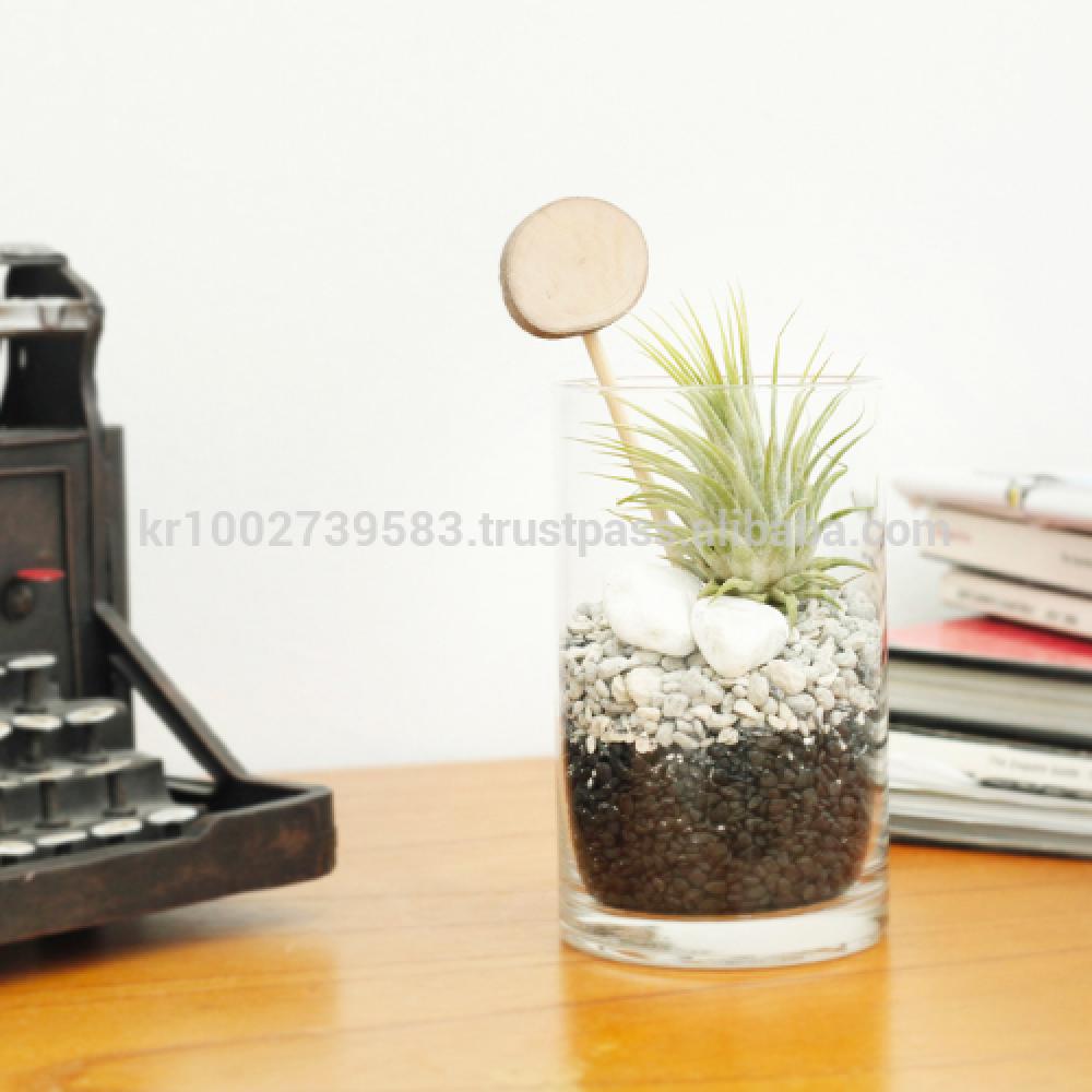 Vintage Glass Cup Tillandsia Air Plants DIY Set " Black & White" Joinflower