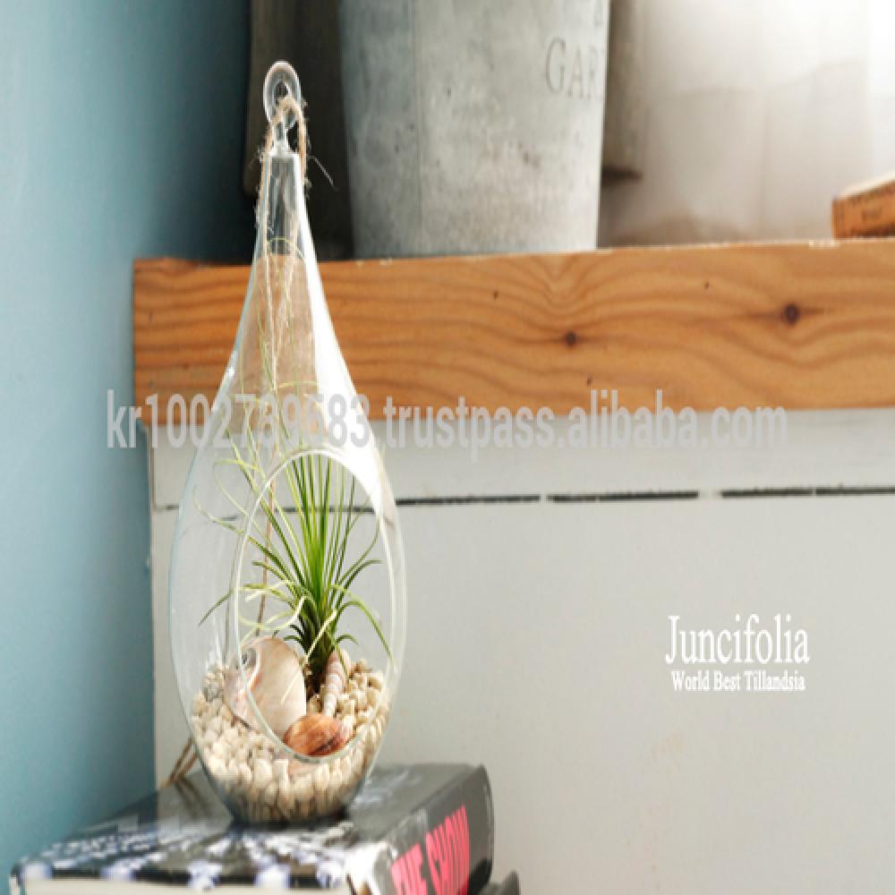 Air Plants Tillandsia Terrarium Set " Desert Juncifolia " by Joinflower Joinfolia