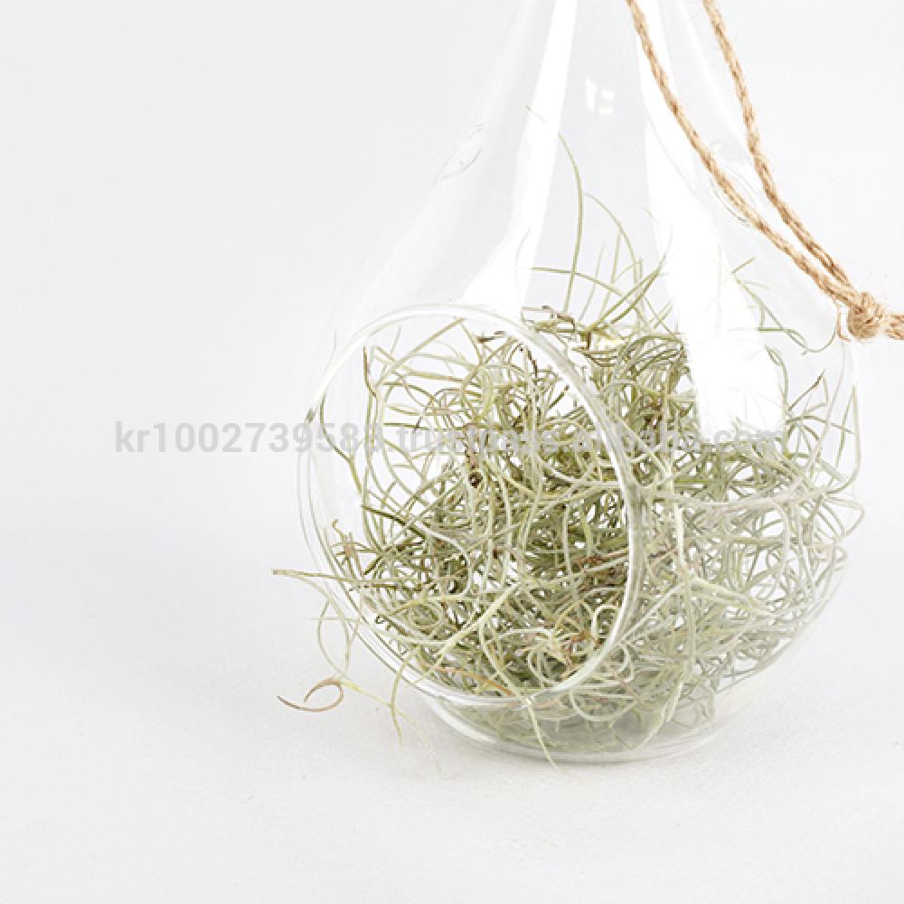 Beautiful Air Plants Hanging Terrarium Set " Spanish Moss " Joinflower Joinfolia